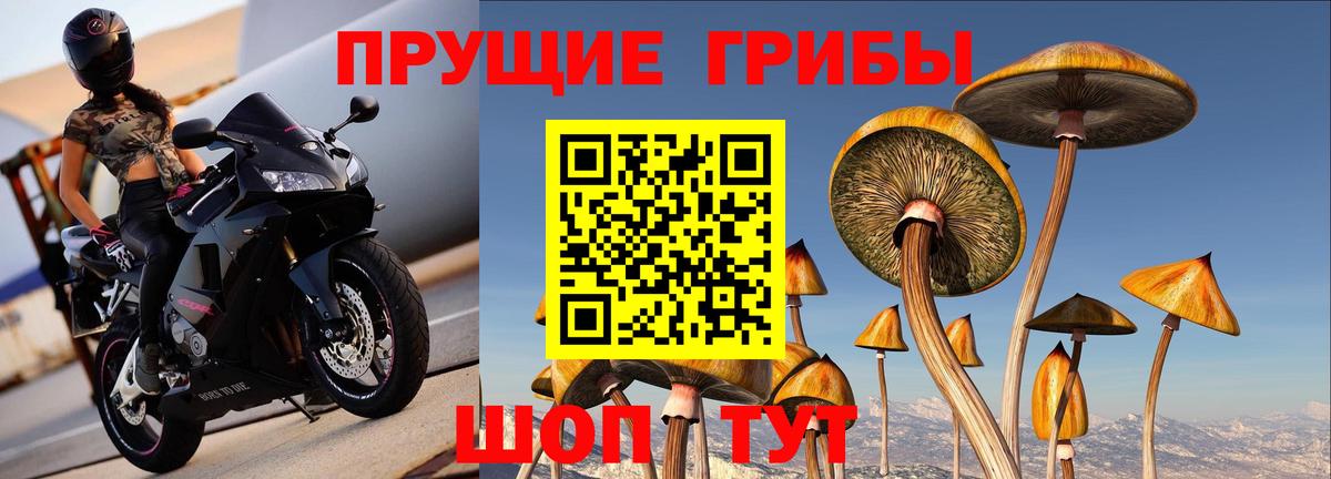 купить закладку  Богданович  Псилоцибиновые грибы прущие грибы 